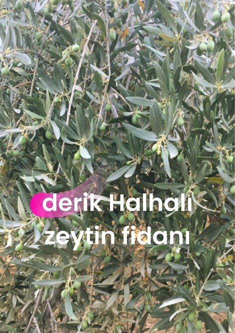 Derik Halhallı Zeytin Fidanları En az 1000 adet ve üzeri
